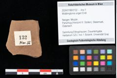 Foto (Objekt + Etikett) von Widdringtonia ungeri Endl. (NHMW-GEO-2024-0188-0132)